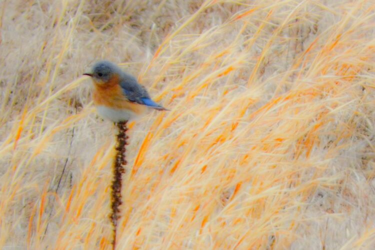 a small blue bird perches on a plant