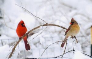 a pair of cardinals sit on winter branches