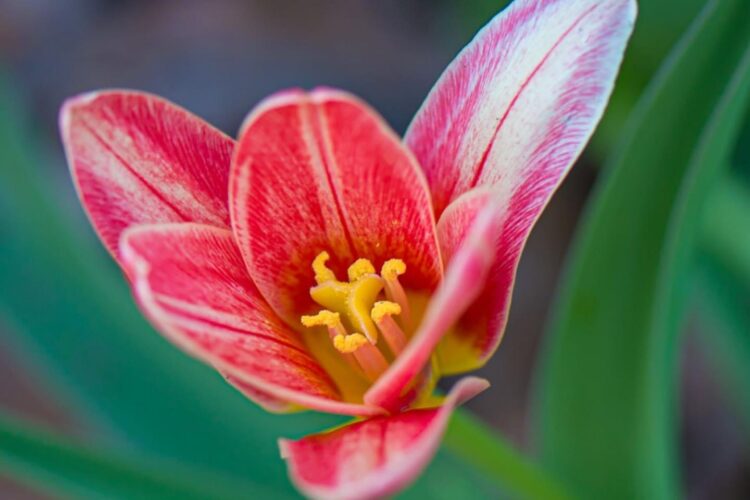 a bright pink flower