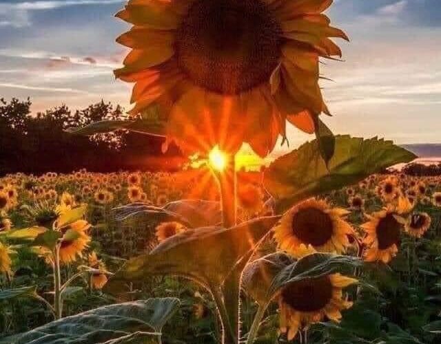 a sunflower field before a setting sun