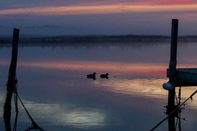 two ducks swimming under a dramatic sunset