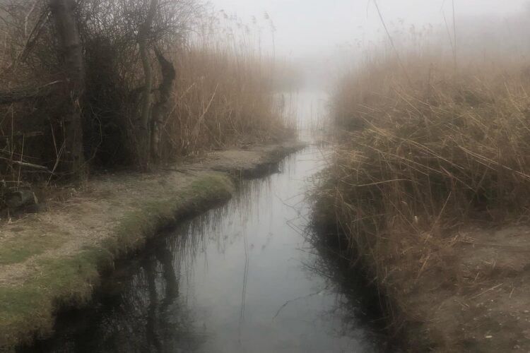 an estuary inlet in the fog