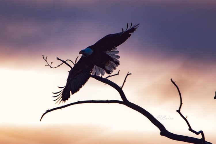 a bald eagle takes flight from a branch