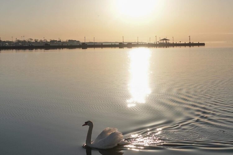 a swan swimming