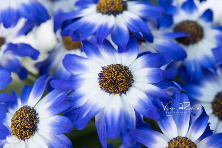 bright blue and white flowers