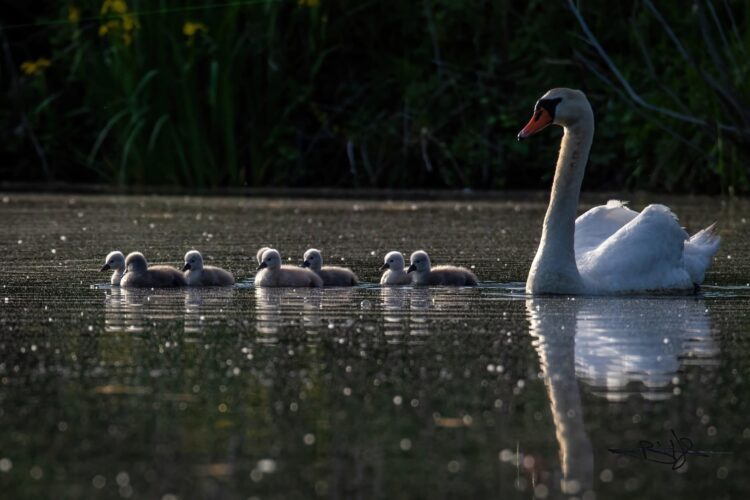 swans and signets on still water