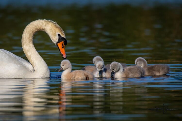 a swan swimming with signets