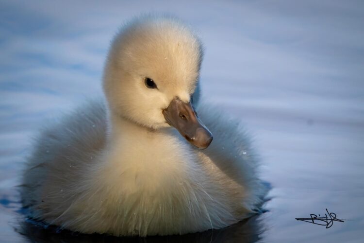 a white baby duckling swimming